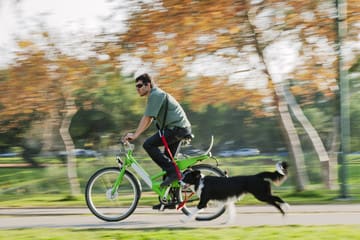 What to Consider When Taking Your Dog on a Bike Ride - BETD Blog